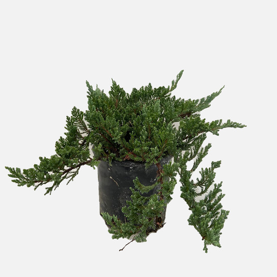 Juniperus Ardıç