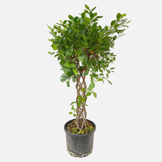 Ficus Gövdeli