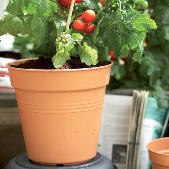 Elho Green Basics Yetiştirme Saksısı Kahve 19 cm 
