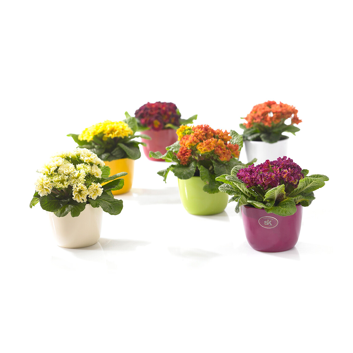    Soendgen Sevilla Saksı Krem 12 cm 