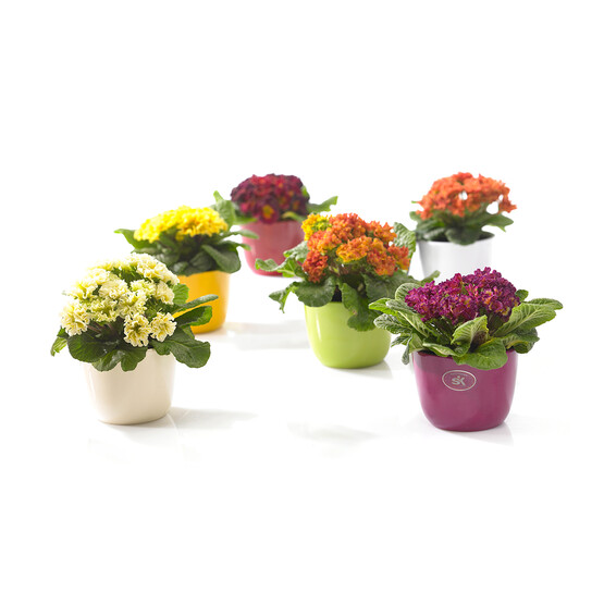 Soendgen Sevilla Saksı Krem 12 cm