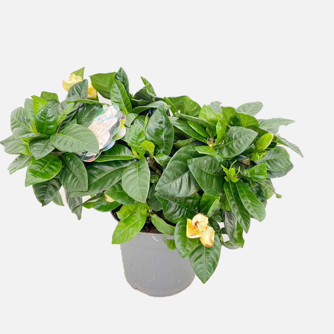    Gardenia Çiçeği 
