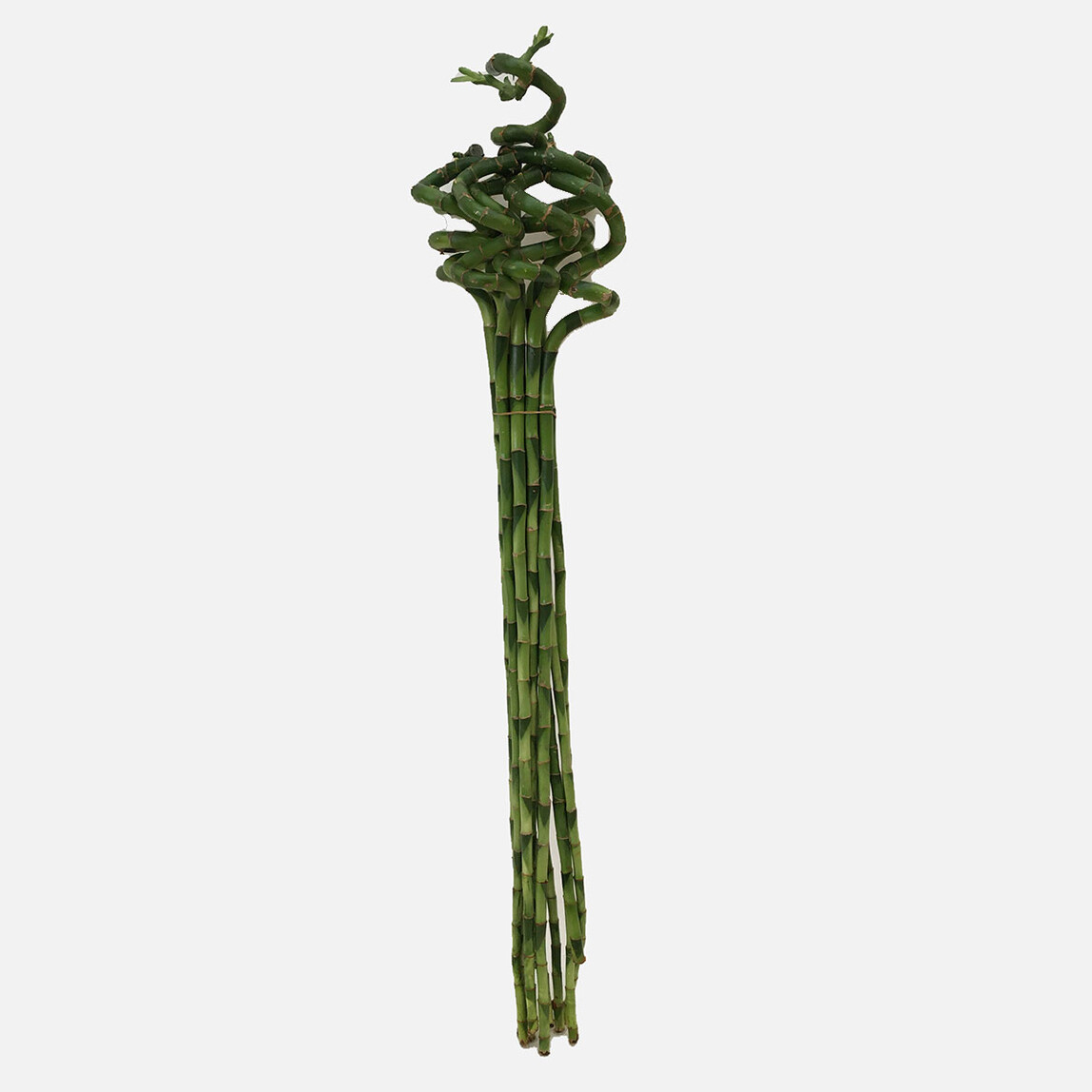    Dracaena Lucky Spiral Şans Bambusu 
