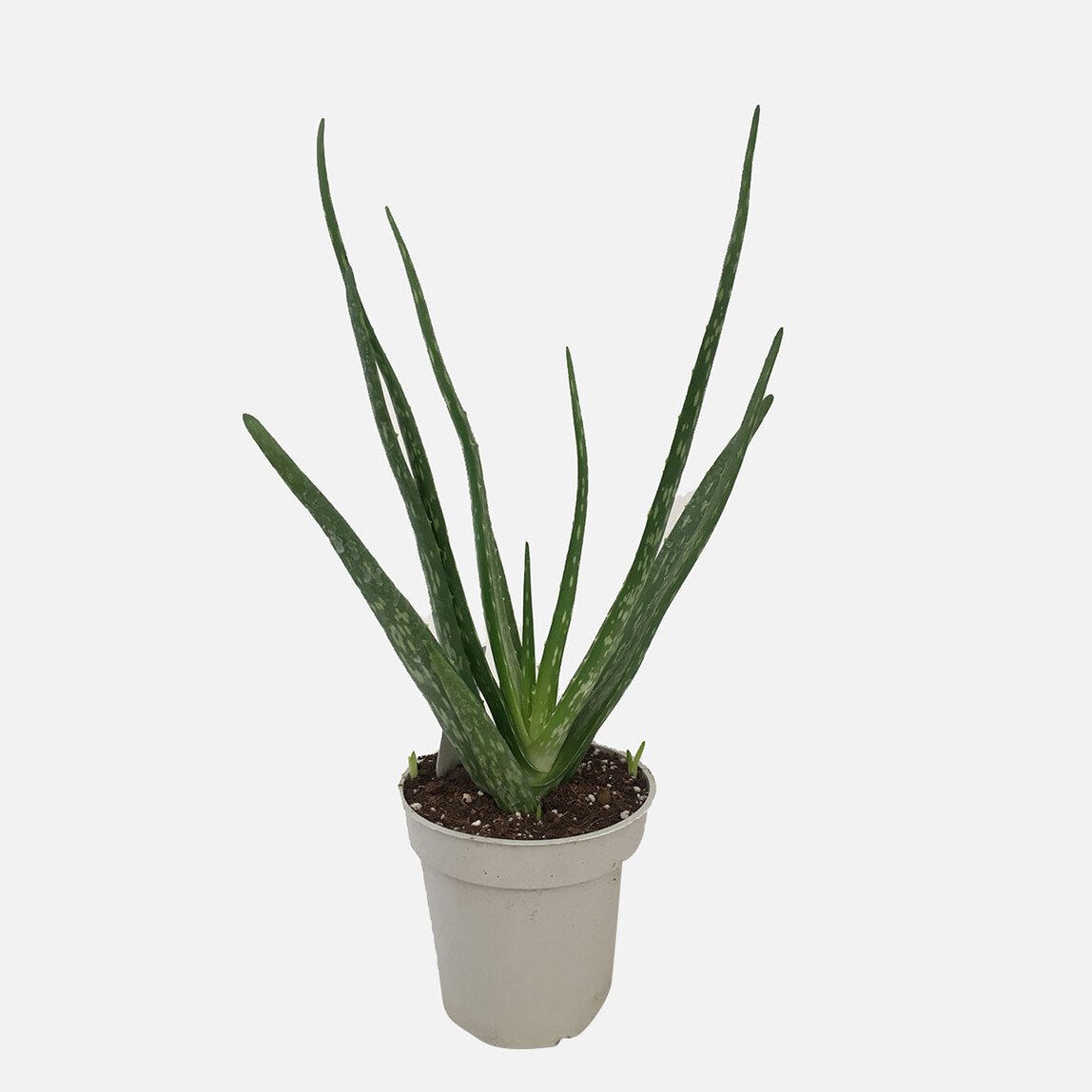    Aloe Vera Humilis 
