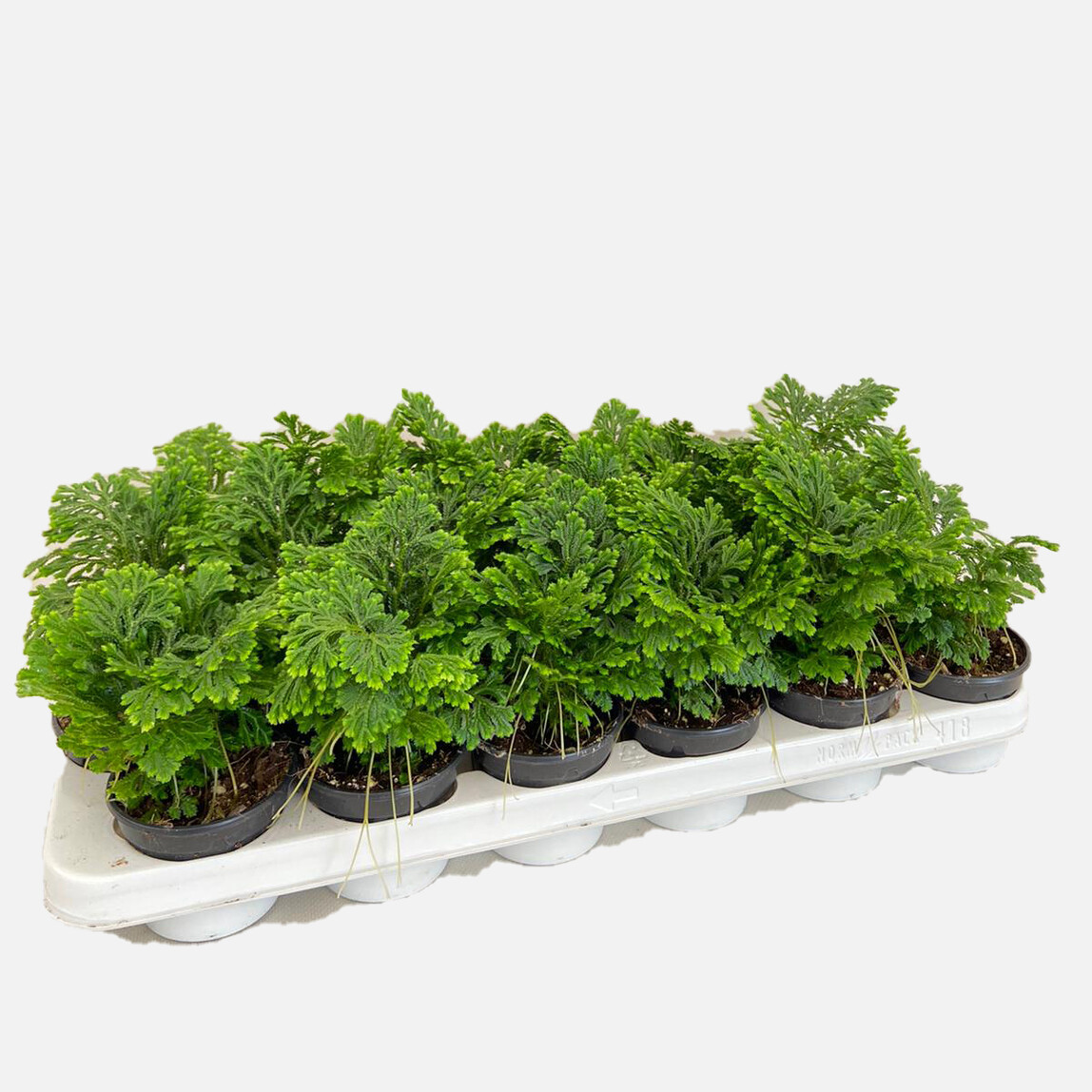    Selaginella Çiçeği 