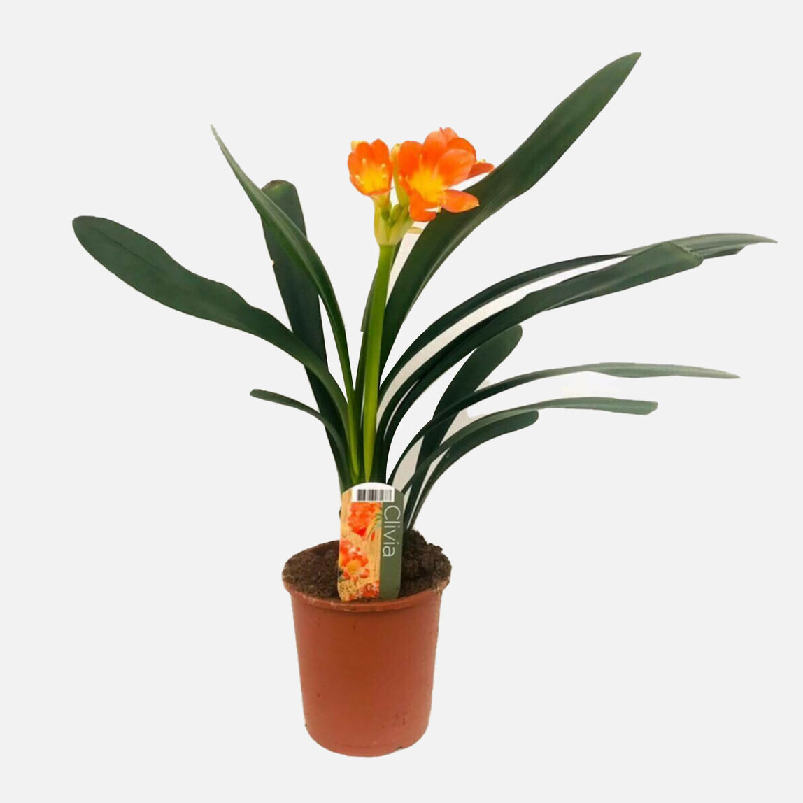   Clivia Çiçeği 