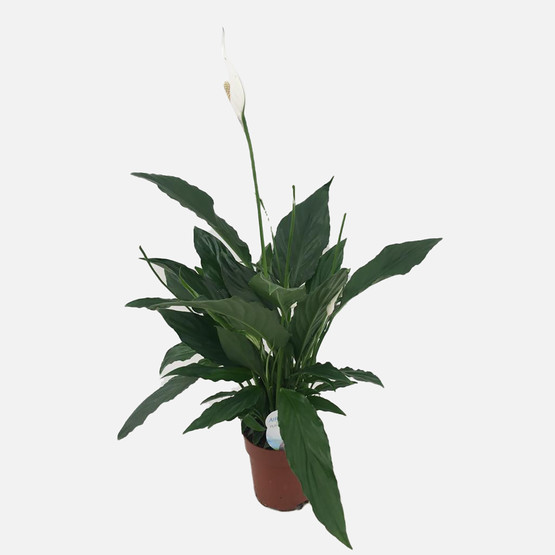 Spathiphyllum Yelken Çiçeği