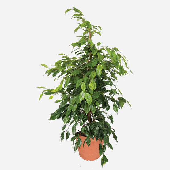 Ficus Daniella Çiçeği 120cm