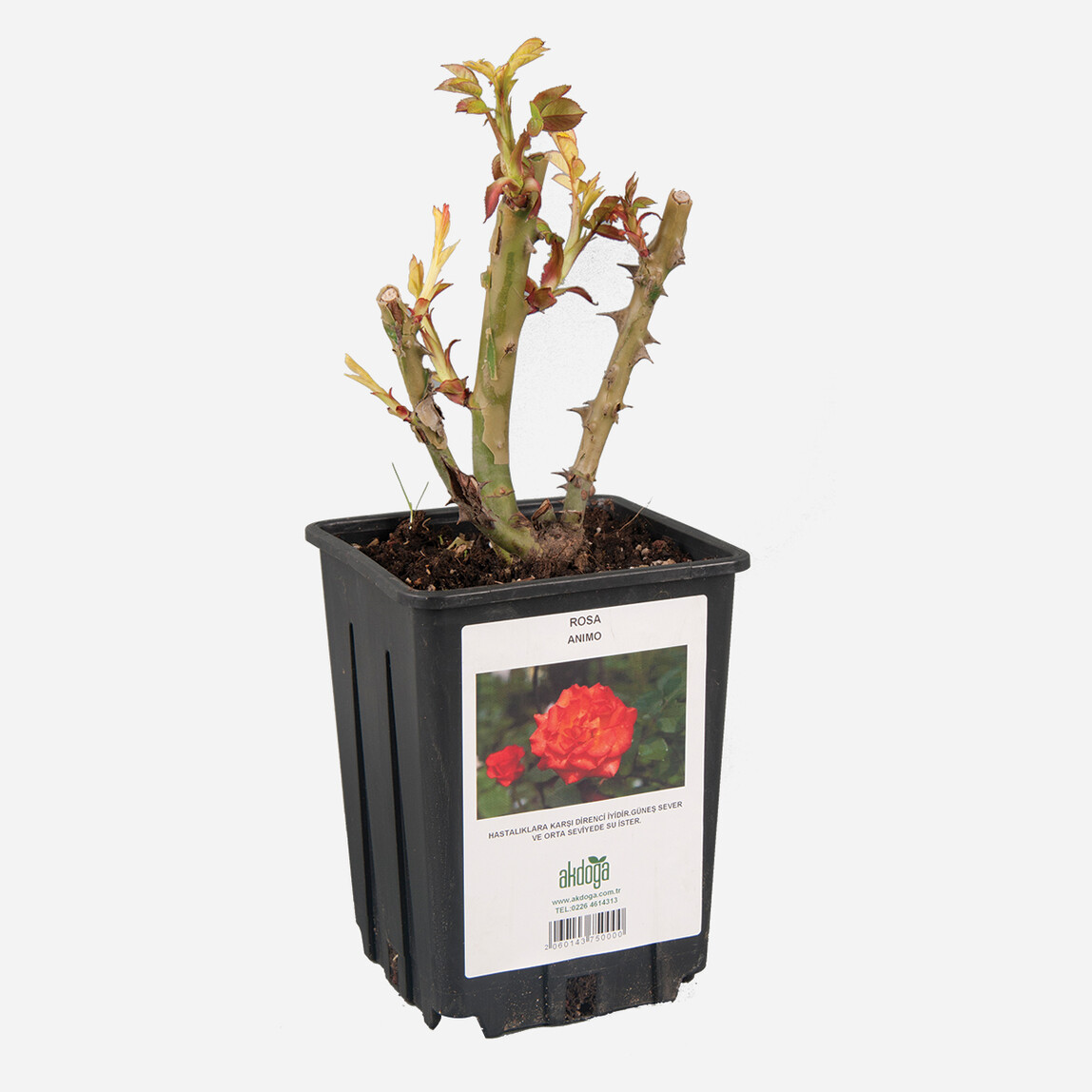    Parafinli Gül 3 Litre 