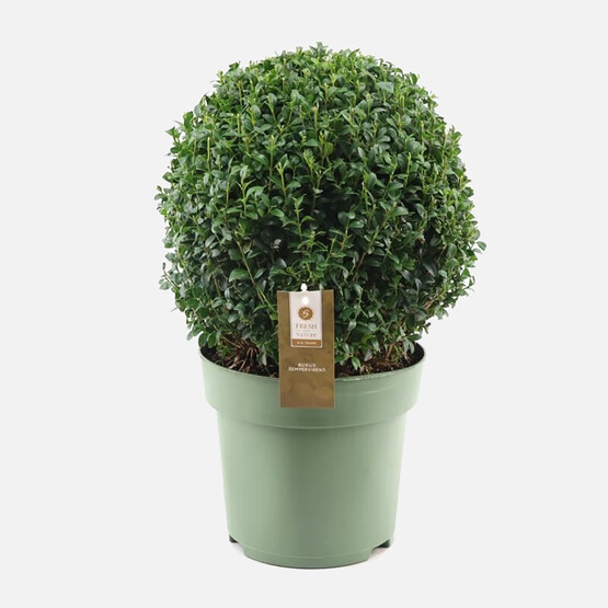 Buxus Bitkisi