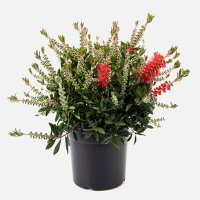 Callistemon Dış Mekan Bitkisi