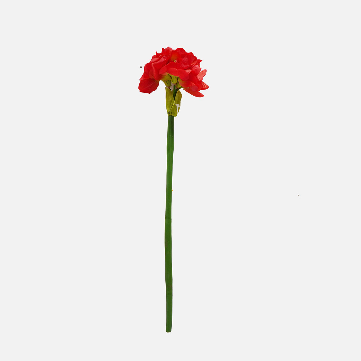    Amaryllis Çiçeği Kırmızı 
