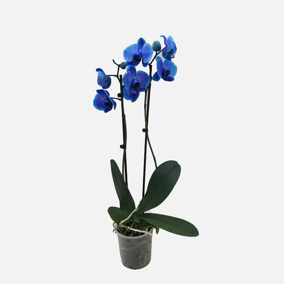 Çift Dal İthal Mavi Orkide