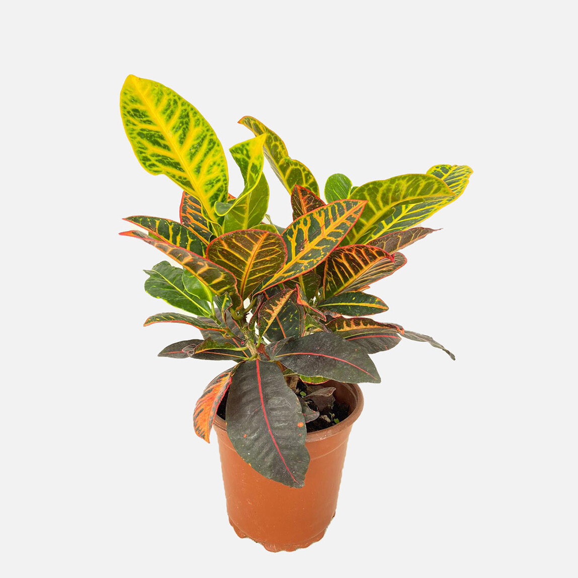    Croton Çiçeği 