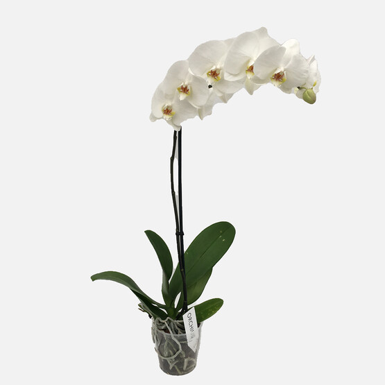 Tek Dal İthal Orkide 12cm