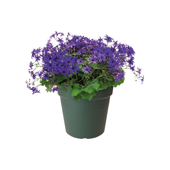 Elho Green Basics Yetiştirme Saksısı Yeşil 30 cm 