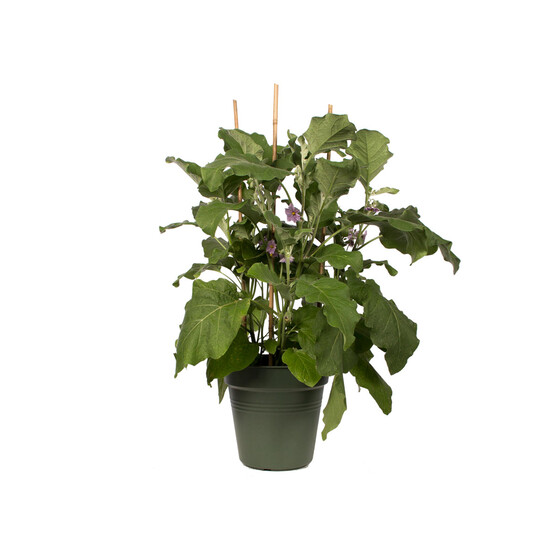 Elho Green Basics Yetiştirme Saksısı Yeşil 30 cm 
