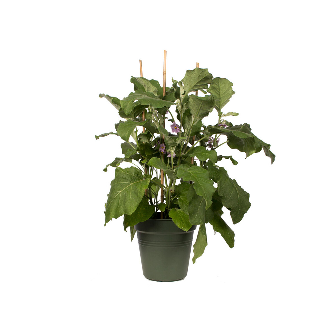    Elho Green Basics Yetiştirme Saksısı Yeşil 11 cm  