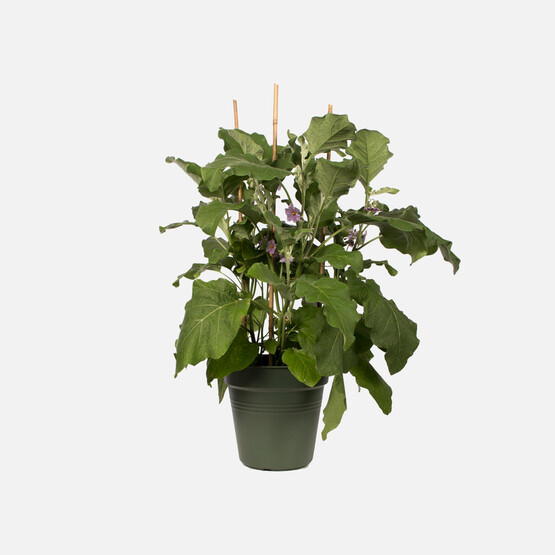 Elho Green Basics Yetiştirme Saksısı Yeşil 21 cm 