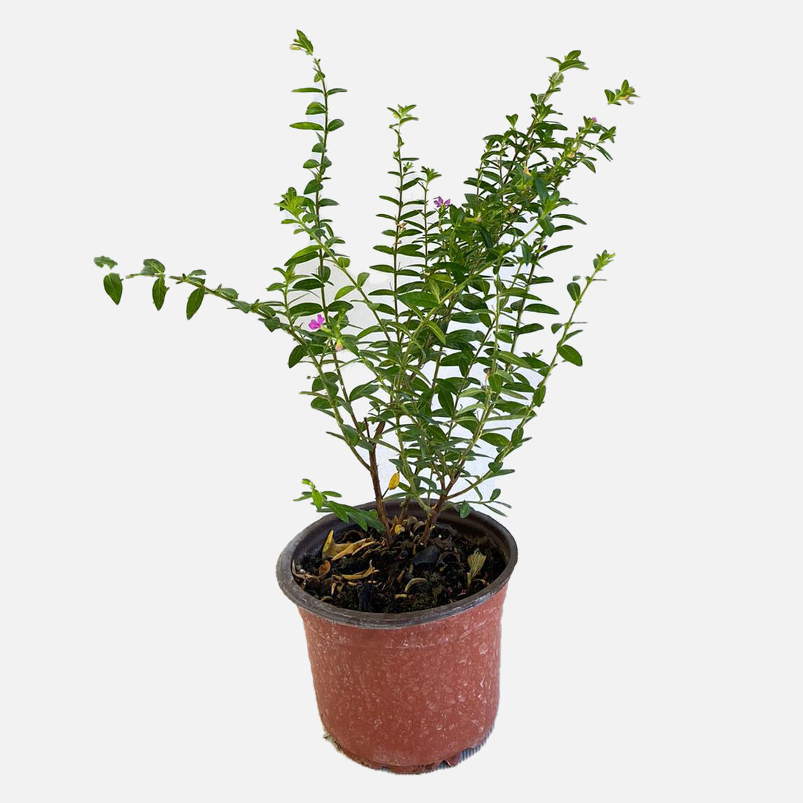    Cuphea Cennet Çiçeği 12cm 