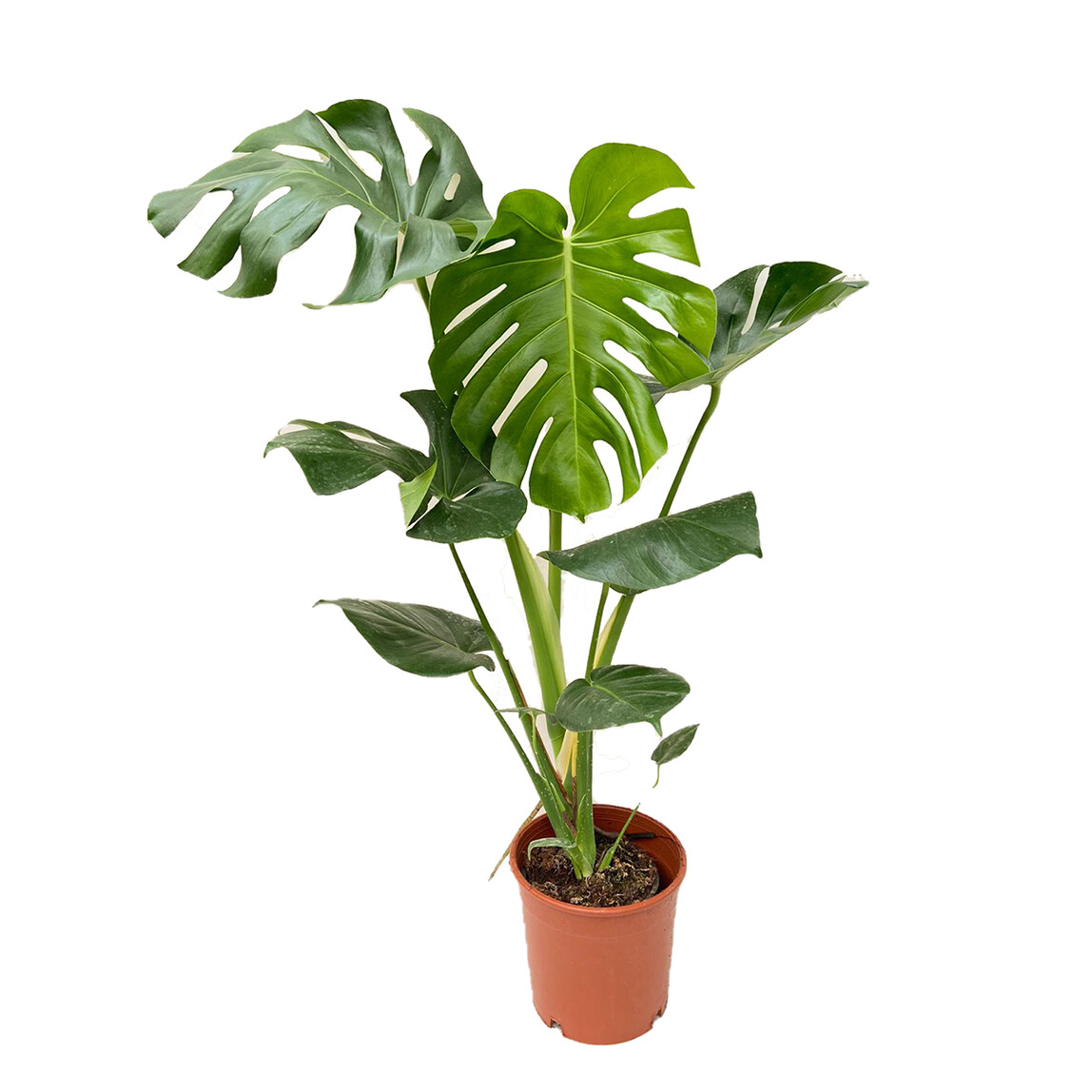    Monstera Deve Tabanı Çiçeği 