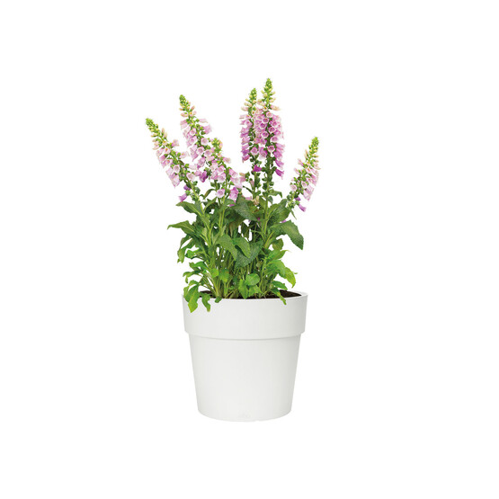 Elho Vibia Straight Saksı Beyaz 30 cm 
