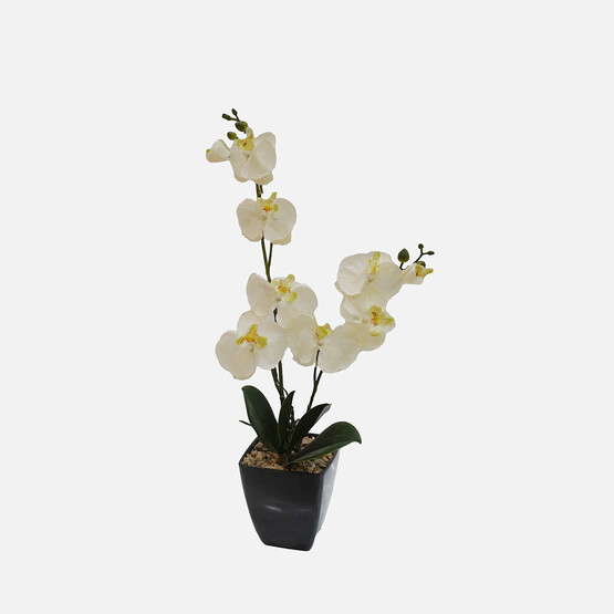 Dekoratif Orkide 