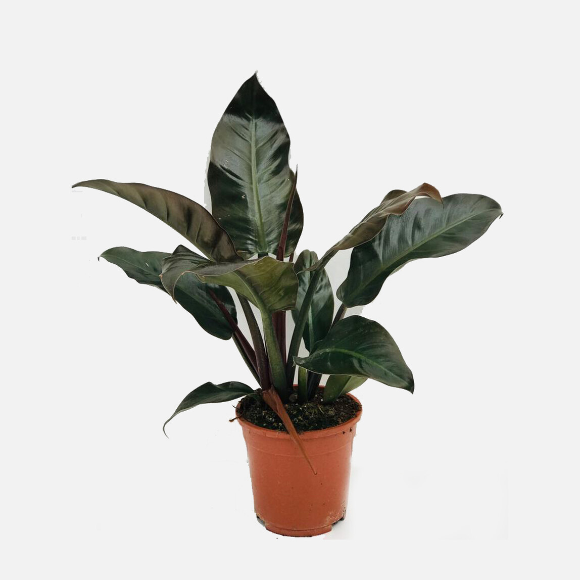    Philaedendron Kırmızı Deve Tabanı 