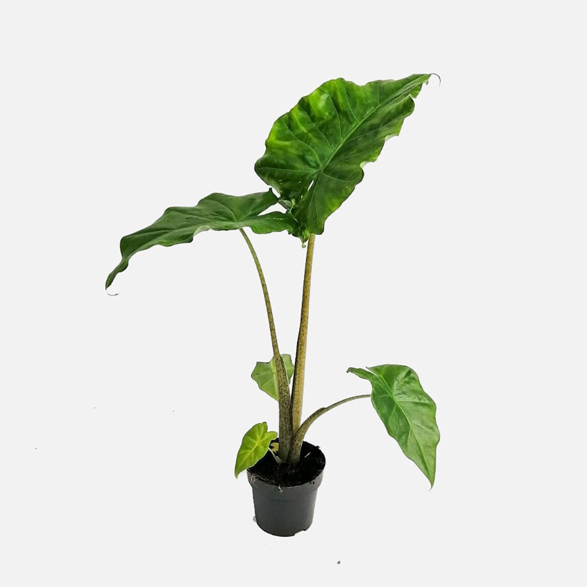    Alocasia Fil Kulağı 