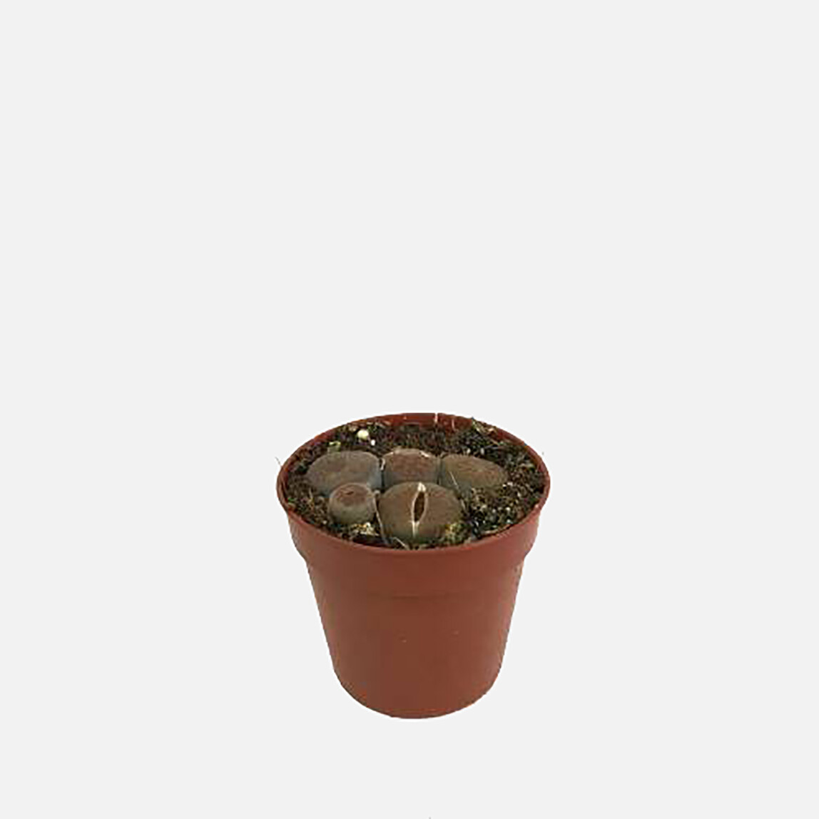    İthal Lithops Taş Sukulent 