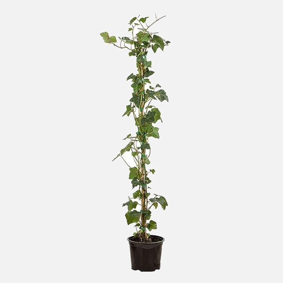 Hedera Bitkisi 60 cm