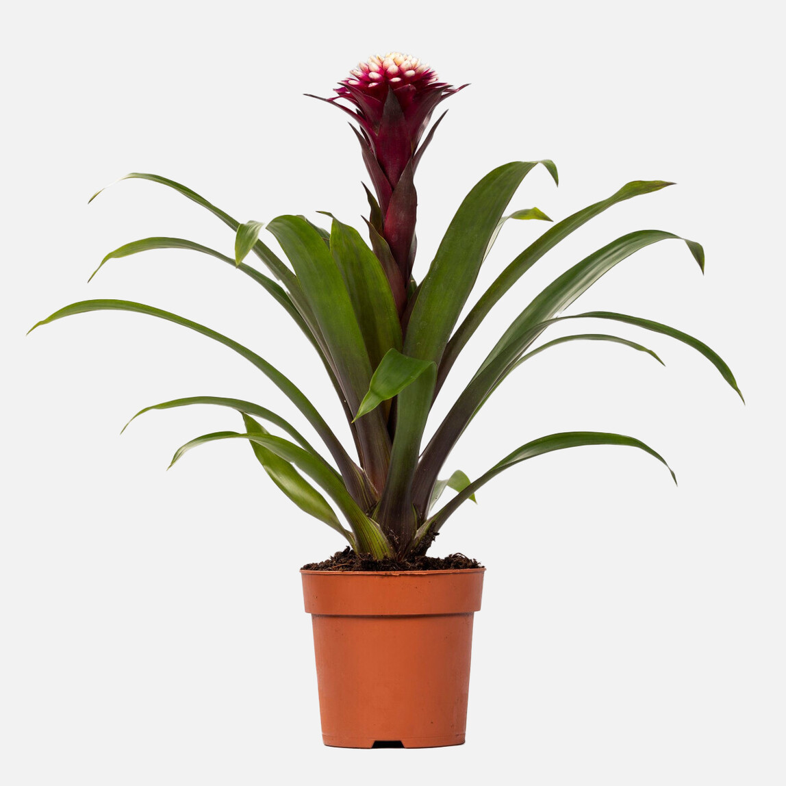 Guzmania Francesca Bitkisi_0