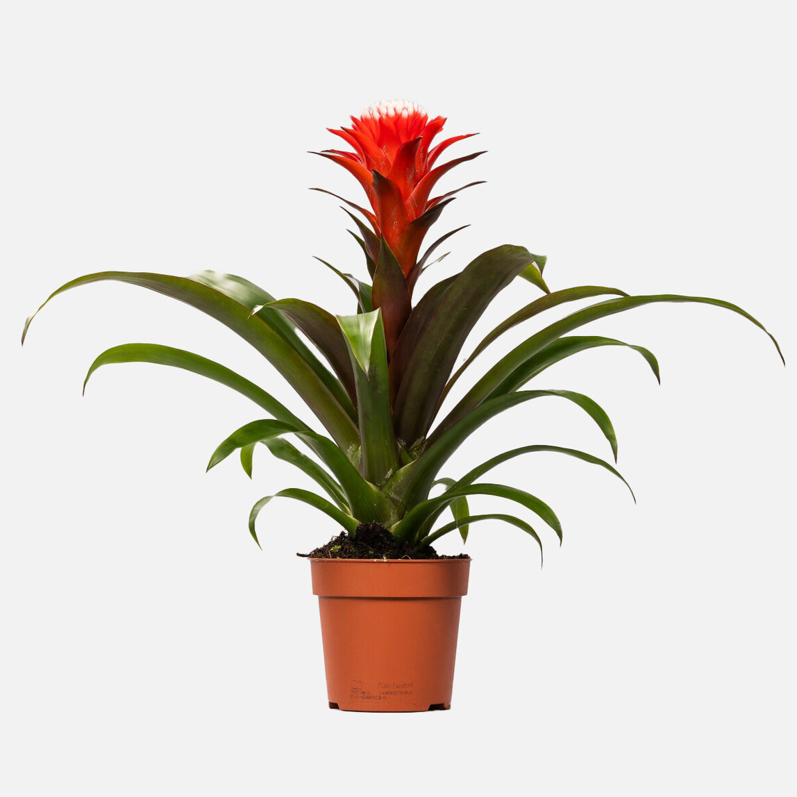 Guzmania Hope Bitkisi_0