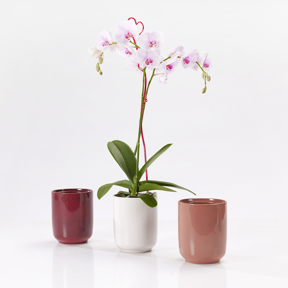    Bari Summer Saksı Krem 15 cm 