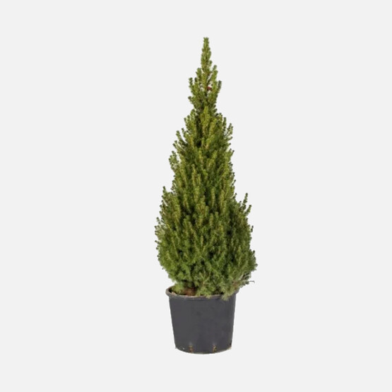 Picea Glaucs Bitkisi Büyük Boy