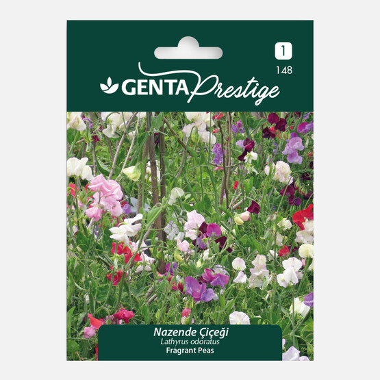 Genta Prestige Nazende Çiçeği Tohumu