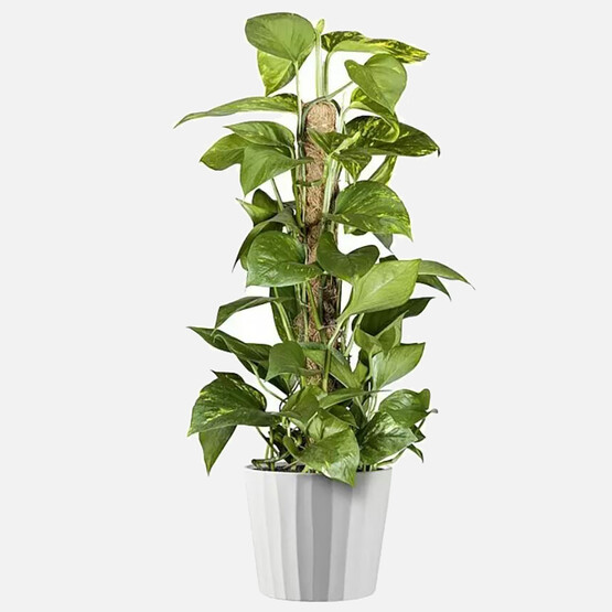 Umea Saksı Beyaz 18cm
