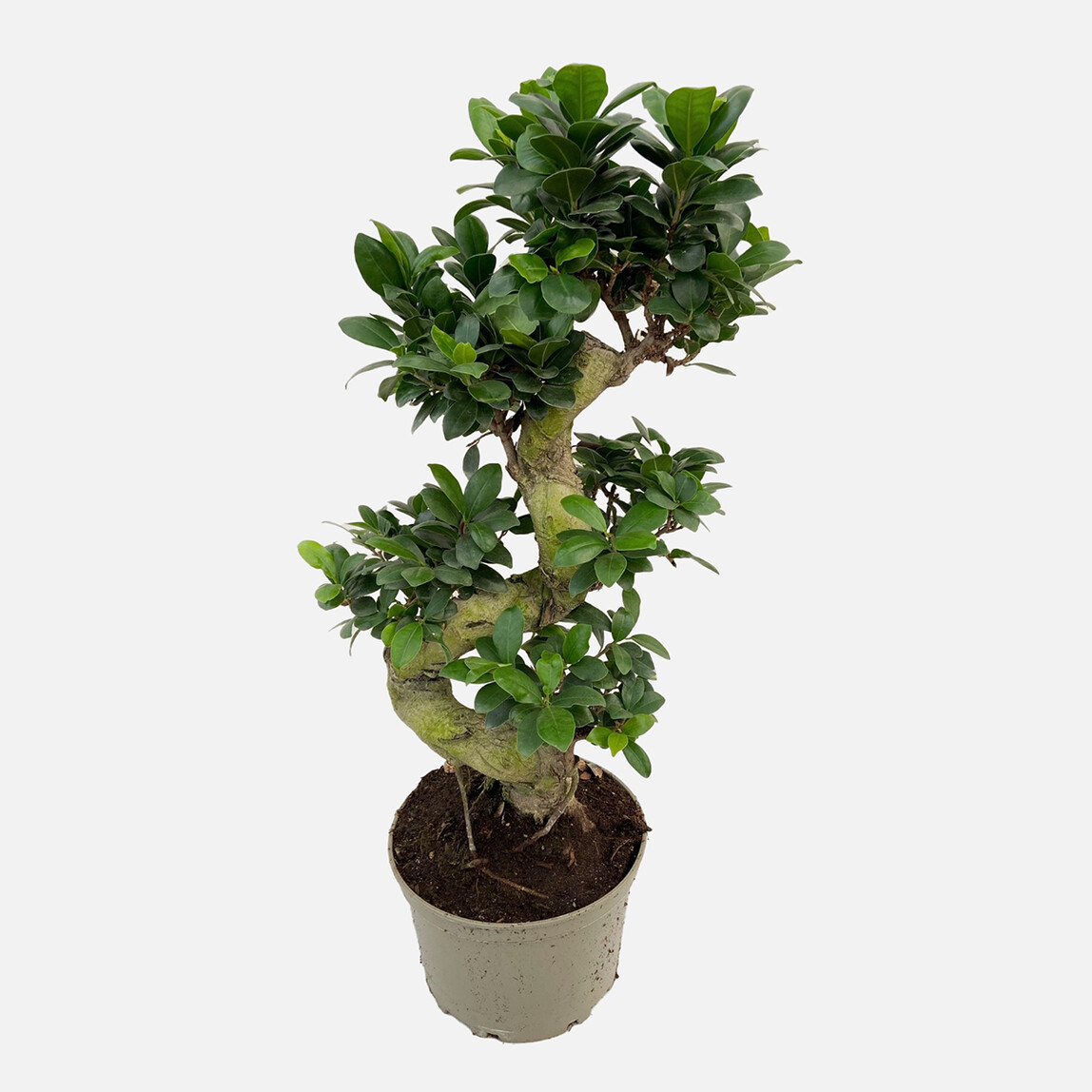    Ficus Ginseng Bitkisi 