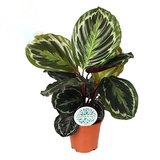 Calathea Medaillion Bitkisi