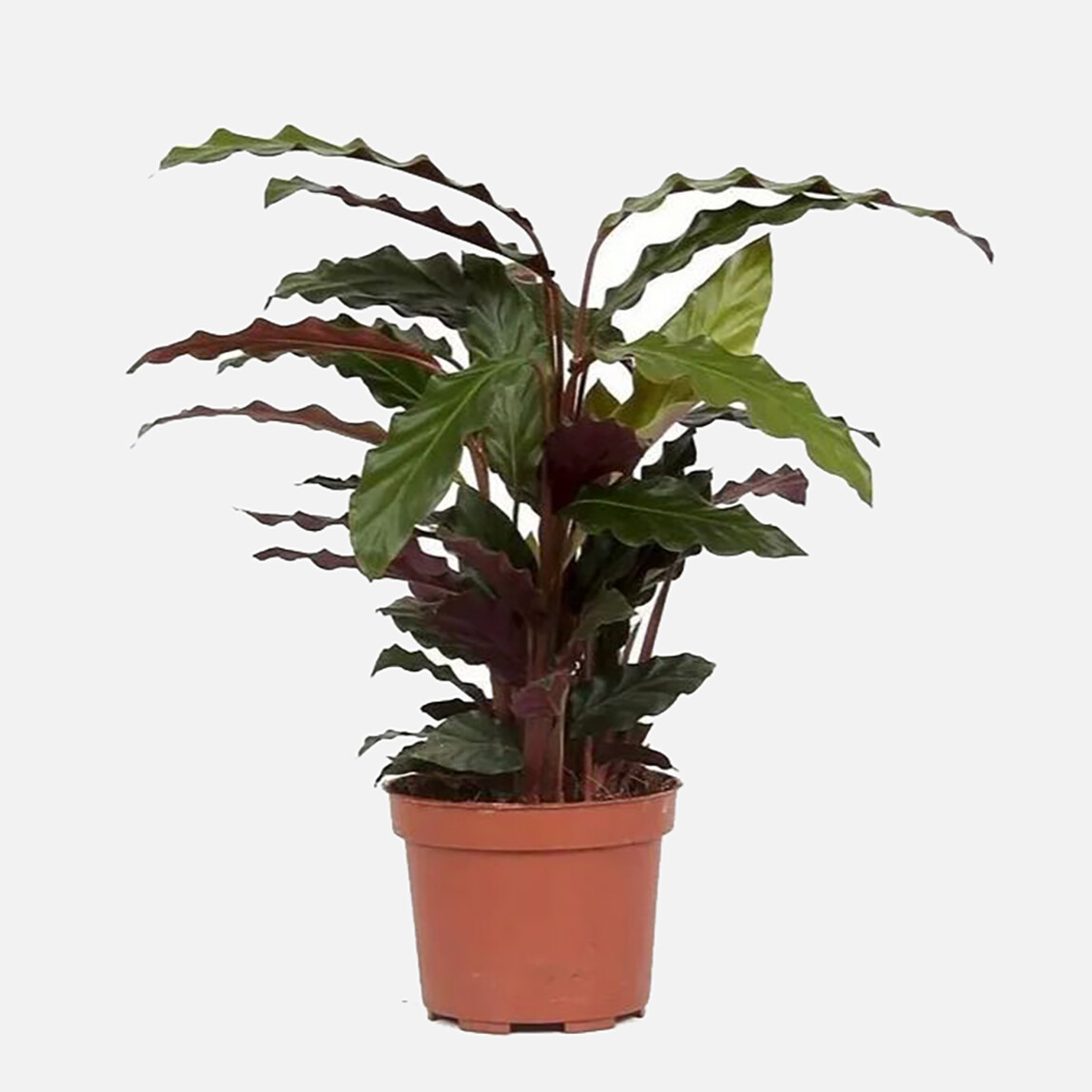 Calathea Rufubarba_0