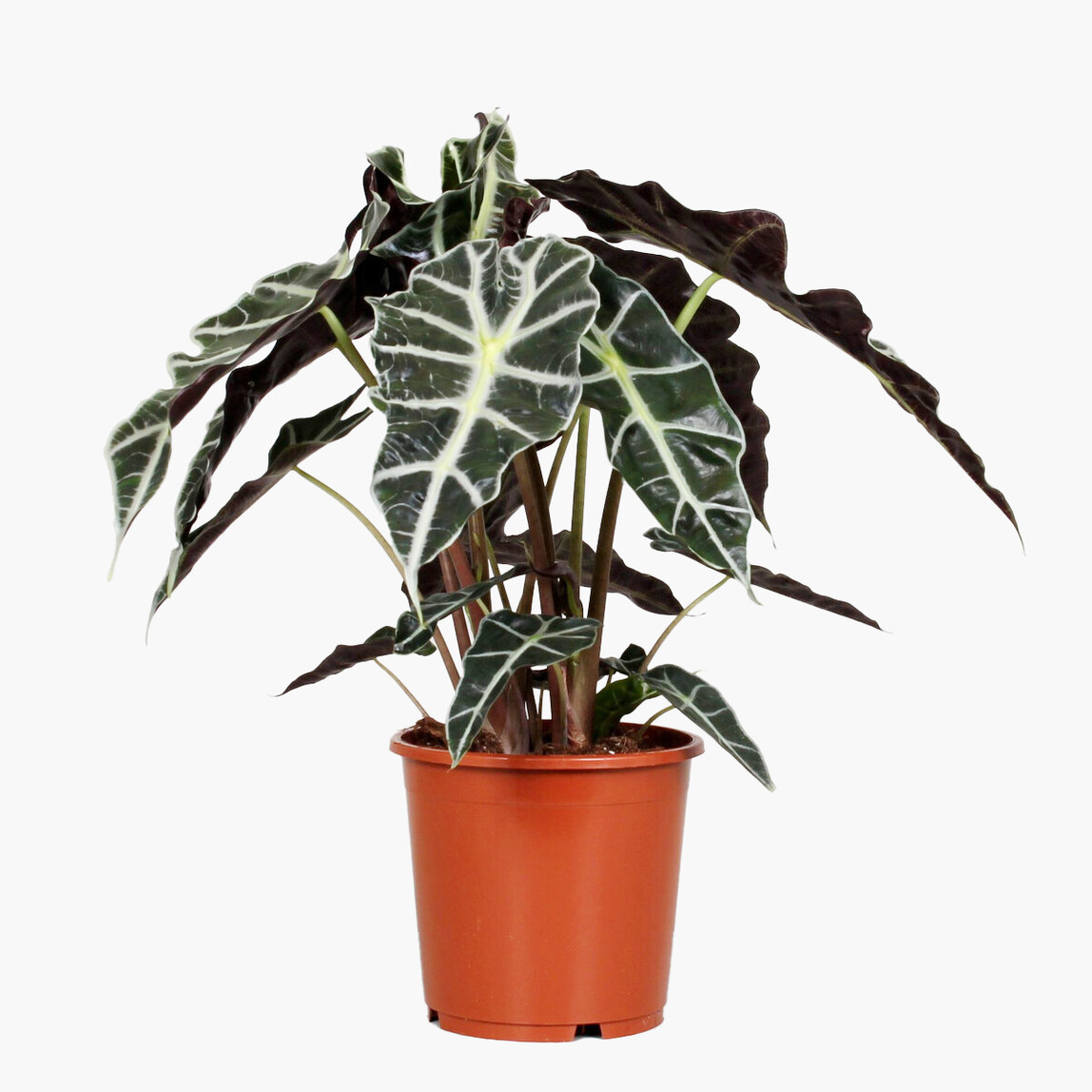    Alocasia Polly Yaprak Güzeli Bitkisi 