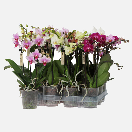 Orkide Multiflora Bitkisi 